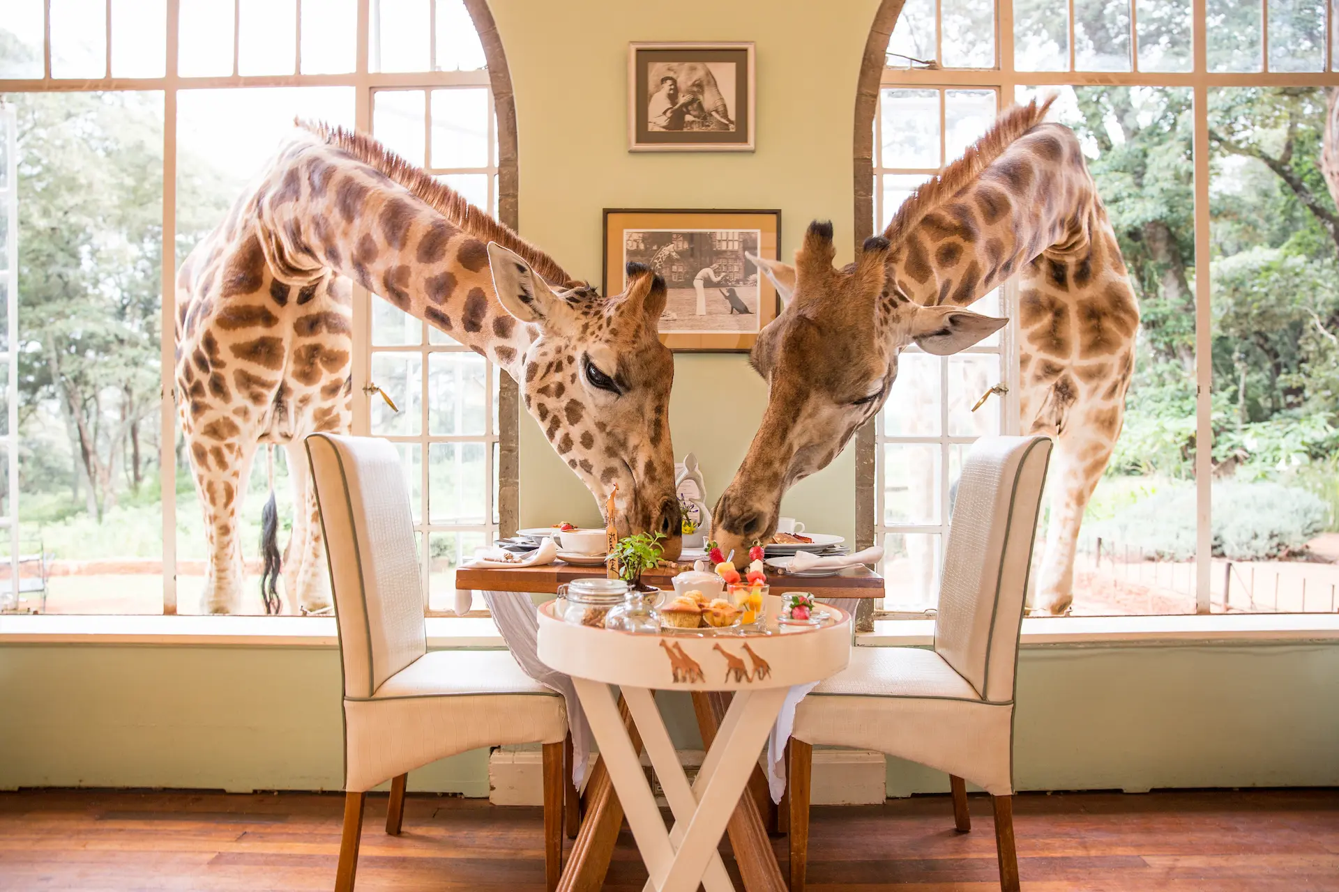 Experience the best of Kenya with luxury glamping options. Explore top safari camps and lodges offering unparalleled wildlife encounters and comfort. Luxury Glamping Kenya Safari Camps Lodges Wildlife Encounters Comfort Top Experience Best Options Discover Kenya