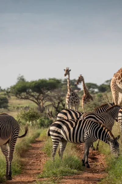 Luxury Glamping in Africa: Top Lodges, Camps & Experiences